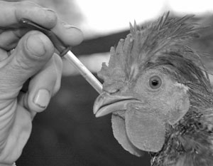 Вакцинация против Птичьего гриппа